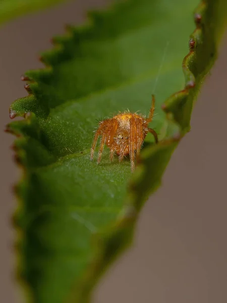 Typische Spinne Der Gattung Eriophora — Stockfoto