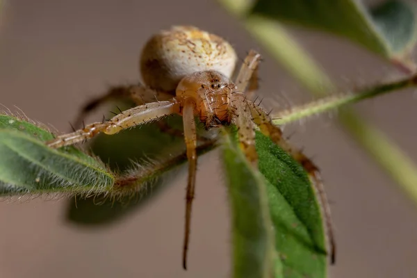 Gras Neoscona Spinnen Van Soort Neoscona Moreli — Stockfoto