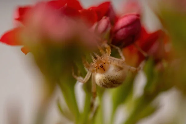 Grass Neoscona Spider Species Neoscona Moreli Flaming Katy Plant Species — Stock Photo, Image