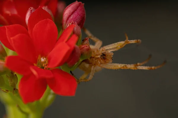 Grass Neoscona Spider Species Neoscona Moreli Flaming Katy Plant Species — Stock Photo, Image