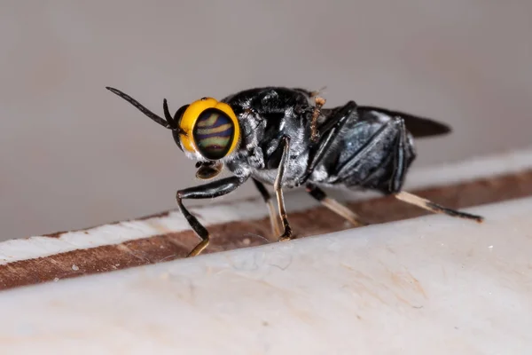 Ausgewachsene Soldatenfliege Der Gattung Cyphomyia — Stockfoto