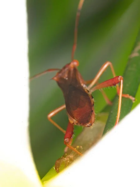 Dorośli Szerogłowy Bug Podrodziny Alydinae — Zdjęcie stockowe