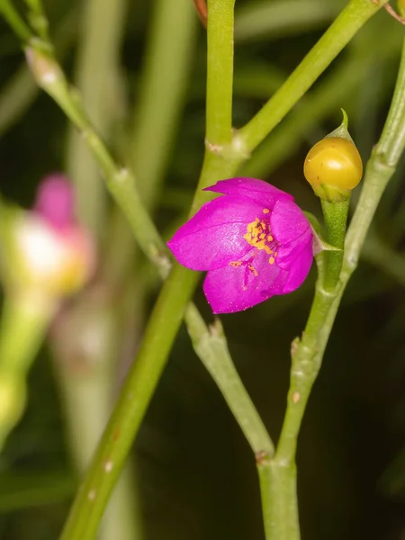 Célèbre Plante Fleurs Espèce Talinum Fruticosum — Photo