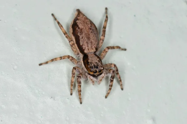 雌の成虫灰色の壁が種のクモをジャンプ Menemerus Bivitatus — ストック写真