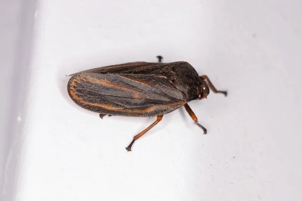 Froghopper Adulto Del Género Mahanarva —  Fotos de Stock