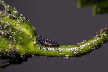 Harmonia axyridis türü Asya dişi böcek larvaları bir amber bitkisinin üzerinde yaprak biti yiyorlar.