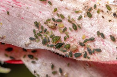 Melon Aphid Insects of the species Aphis gossypii on a Hibiscus plant clipart