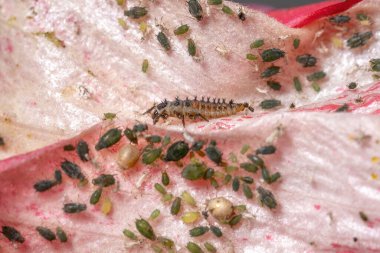 Harmonia axyridis türü Asya dişi böcek larvaları bir amber bitkisinin üzerinde yaprak biti yiyorlar.