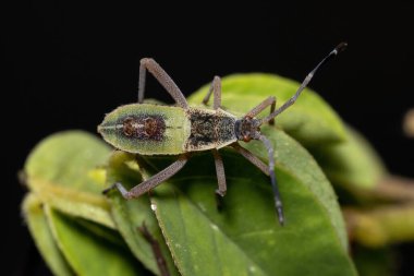 Athaumastus haematicus türünün yaprak ayaklı böcek perisi.