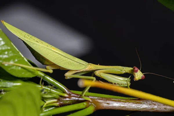 Samice Dospělý Jednorožec Kudlanka Druhu Parastagmatoptera Unipunctata Rostlině Ibišku Selektivním — Stock fotografie