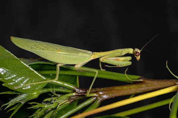 Mantis Unicórnio Adulto Fêmea Espécie Parastagmatoptera Unipunctata Uma Planta Hibisco — Fotografia de Stock