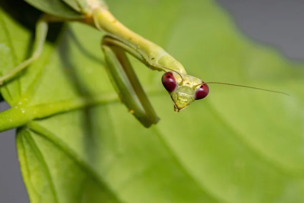 Samice Dospělý Jednorožec Kudlanka Druhu Parastagmatoptera Unipunctata Rostlině Ibišku Selektivním — Stock fotografie