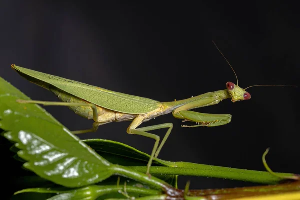 Samice Dospělý Jednorožec Kudlanka Druhu Parastagmatoptera Unipunctata Rostlině Ibišku Selektivním — Stock fotografie