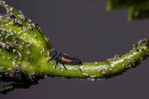 Escarabajo Asiático Larvas Especie Harmonia Axyridis Comiendo Pulgones Una Planta — Foto de Stock