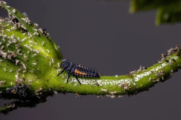 Harmonia axyridis türü Asya dişi böcek larvaları bir amber bitkisinin üzerinde yaprak biti yiyorlar.