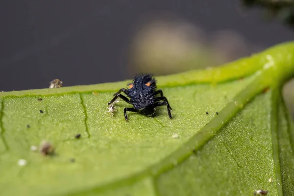 Азиат Леди Жук Личинки Вида Harmonia Axyridis Едят Тлю Гибискусе — стоковое фото