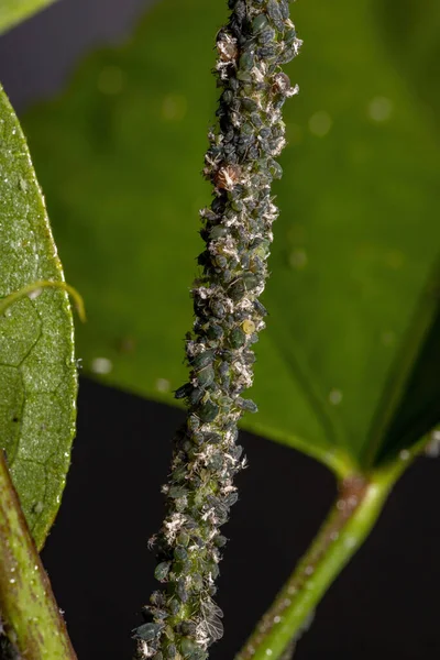 Melone Aphid Insetti Della Specie Aphis Gossypii Una Pianta Hibiscus — Foto Stock