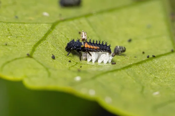 Asiatische Marienkäferlarven Der Art Harmonia Axyridis Fressen Blattläuse Einer Hibiskuspflanze — Stockfoto