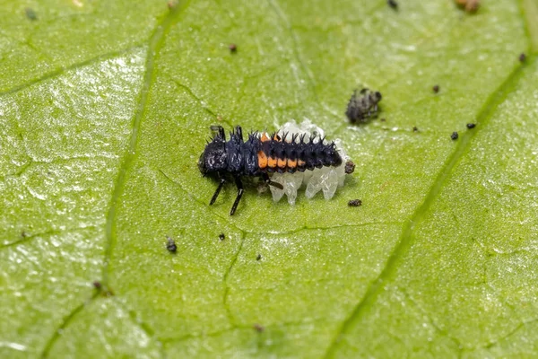 Escarabajo Asiático Larvas Especie Harmonia Axyridis Comiendo Pulgones Una Planta —  Fotos de Stock