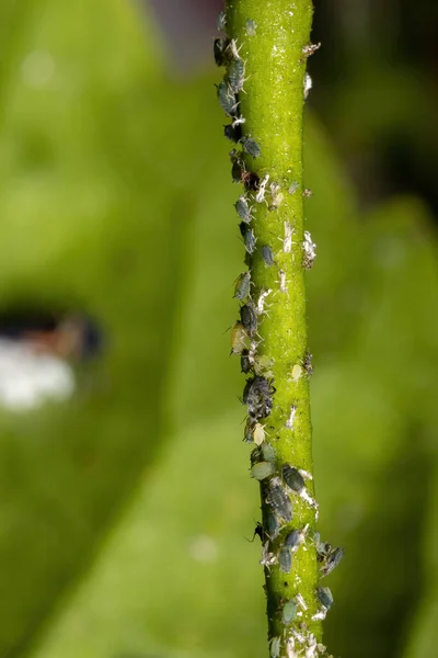 Melone Aphid Insetti Della Specie Aphis Gossypii Una Pianta Hibiscus — Foto Stock