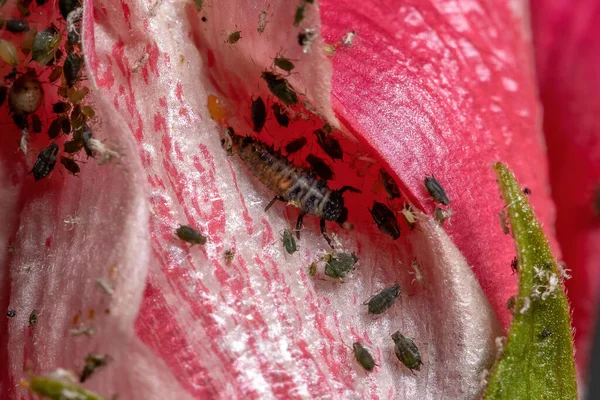 Asian Lady Beetle Larvae of the species Harmonia axyridis eating aphids on a hibiscus plant