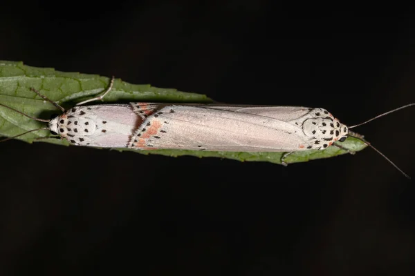 Adulter Zierfalter Der Art Utetheisa Ornatrix Kopuliert Auf Dem Rosellenblatt — Stockfoto