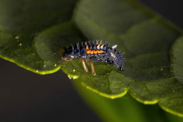 Asiatische Marienkäferlarven Der Art Harmonia Axyridis Fressen Blattläuse Einer Hibiskuspflanze — Stockfoto