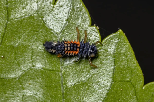 Escarabajo Asiático Larvas Especie Harmonia Axyridis Comiendo Pulgones Una Planta — Foto de Stock