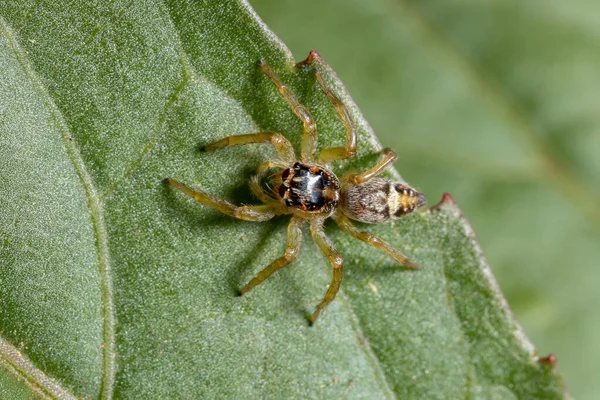 Petite Araignée Sauteuse Genre Frigga Sur Une Feuille Hibiscus Sabdariffa — Photo