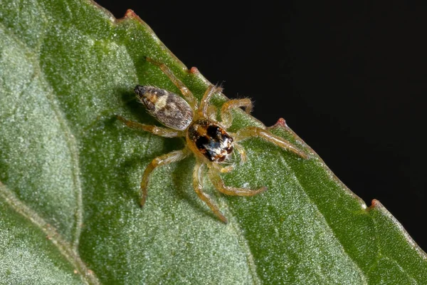 Kleine Springspinne Der Gattung Frigga Auf Einem Hibiskus Sabdariffa Blatt — Stockfoto