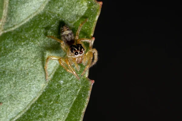 Kleine Springspinne Der Gattung Frigga Auf Einem Hibiskus Sabdariffa Blatt — Stockfoto