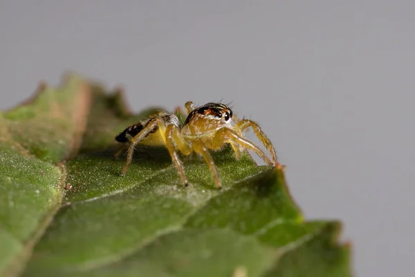 Small Jumping Spider Genus Frigga Hibiscus Sabdariffa Leaf — Stock Photo, Image