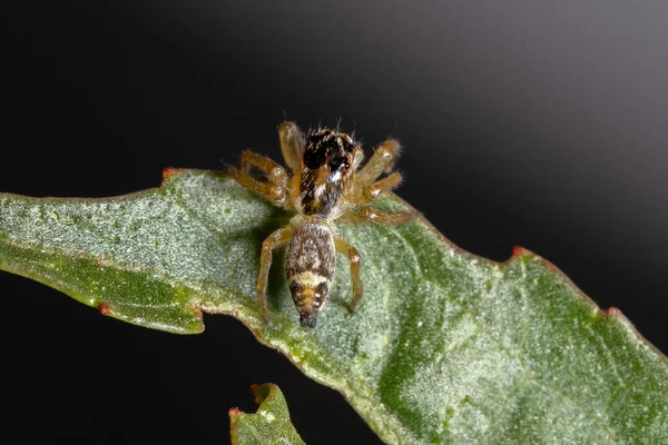 Μικρή Άλμα Αράχνη Του Genus Frigga Ένα Φύλλο Ιβίσκου Sabdariffa — Φωτογραφία Αρχείου