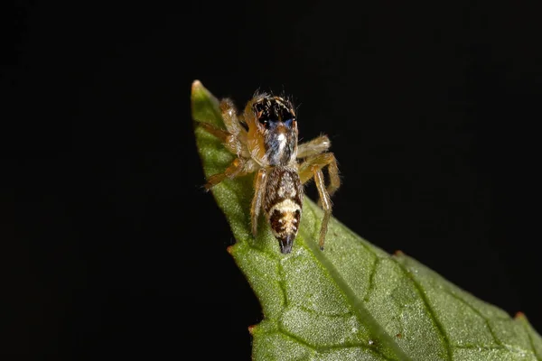 Μικρή Άλμα Αράχνη Του Genus Frigga Ένα Φύλλο Ιβίσκου Sabdariffa — Φωτογραφία Αρχείου