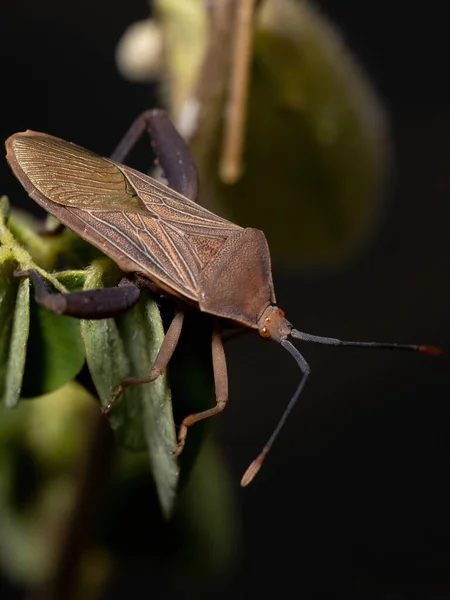 Pie Hoja Adulto Bug Especie Athaumastus Haematicus —  Fotos de Stock