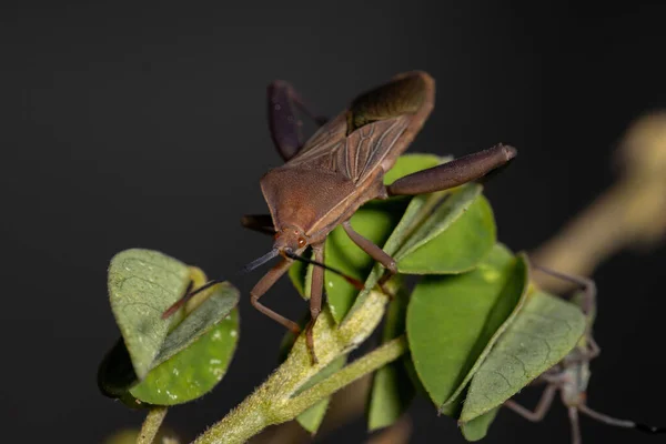 Dospělý Leaf Foot Bug Druhu Athaumastus Hematicus — Stock fotografie