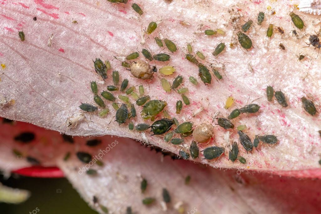 Áfido de melón Insectos de la especie Aphis gossypii en una planta de