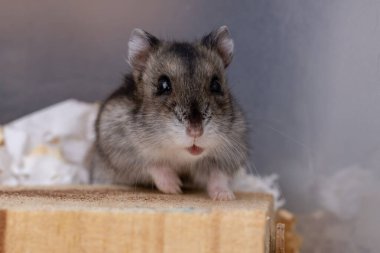 Campbell 'ın cüce hamster türü Phodopus kampı seçici odaklı