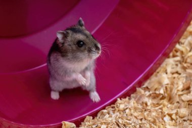 Campbell 'ın cüce hamster türü Phodopus kampı seçici odaklı