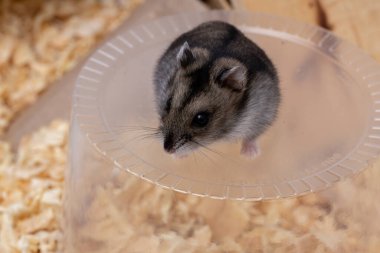 Campbell 'ın cüce hamster türü Phodopus kampı seçici odaklı