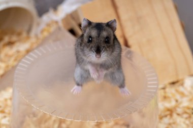 Campbell 'ın cüce hamster türü Phodopus kampı seçici odaklı