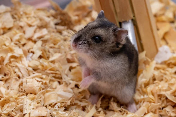 Campbell Dwarf Hamster Species Phodopus Campbelli Selective Focus — Stock Photo, Image