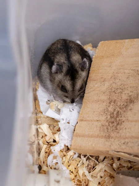 Campbell Dwarf Hamster Species Phodopus Campbelli Selective Focus — Stock Photo, Image