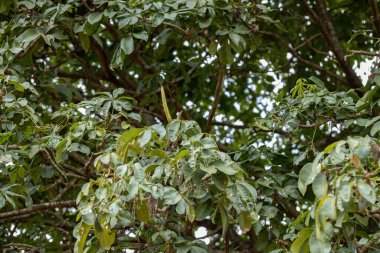 Pachira aquatica türünün Brezilya Tedarik Ağacı