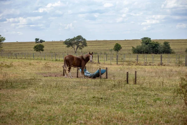 Cavalo Descansando Uma Área Pastagem Uma Fazenda Brasileira Com Foco — Fotografia de Stock