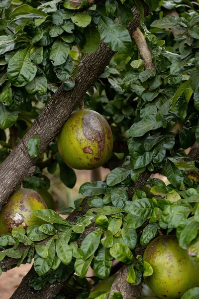 Kalebasse Der Art Crescentia Cujete Mit Selektivem Fokus — Stockfoto