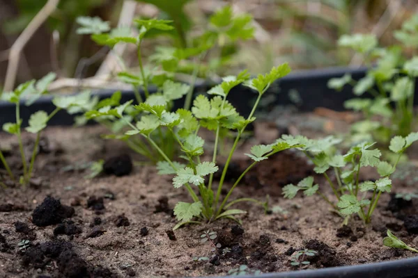 Pequena Planta Coentro Espécie Coriandrum Sativum Com Foco Seletivo — Fotografia de Stock