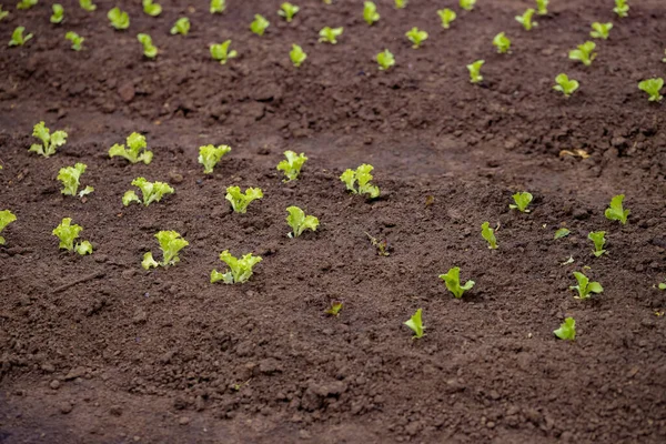 土で栽培された小さなレタスの苗 — ストック写真