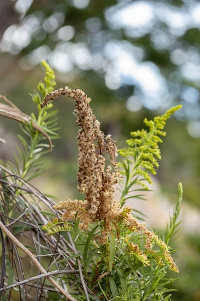 Anise Goldenrod Planta Espécie Solidago Chilensis Com Foco Seletivo — Fotografia de Stock