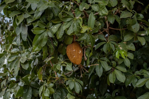 Бразильское Дерево Питания Вида Pachira Aquatica — стоковое фото